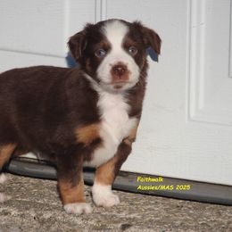 Solar - Red tri-color male Miniature American Shepherd puppy in Hillsdale, Michigan from Faithwalk Aussies and Mini American Shepherds
