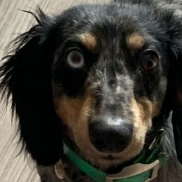 Dachshunds from Lakeway Farms