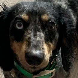 Dachshunds from Lakeway Farms