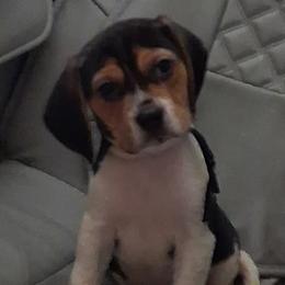 Snoopy - Blue tan and white male Beagle puppy in East Providence, Rhode Island from Amanda's Beagles
