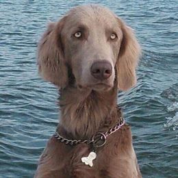 Gypsy - Long Haired Weimaraner