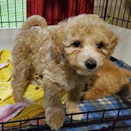 Poodle Puppies from Epiphany Poodles