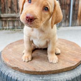 Labrador Retriever Puppies from Mid-Columbia Labradors