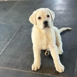Boy 2 - Yellow male Labrador Retriever puppy in Isanti, Minnesota from Four Corners Family Labs