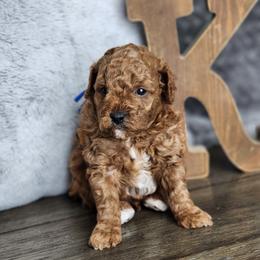 Molasses - Red  male Poodle puppy in Hoagland, Indiana from Kandyland Kennels