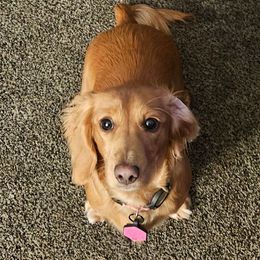 Poki - Dachshund