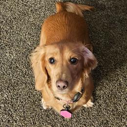 Poki - Dachshund