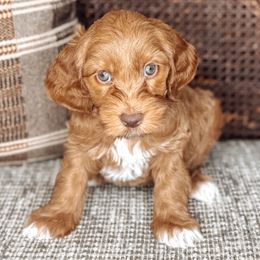 Mick Jagger - Chocolate male Australian Labradoodle puppy in Decatur, Alabama from Southern Meadows Doodles