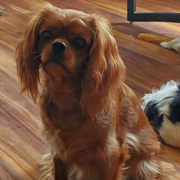 Angel - Cavalier King Charles Spaniel