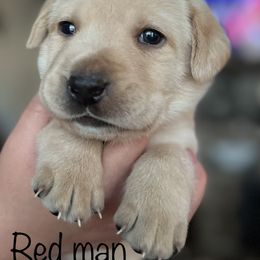 Labrador Retriever Puppies from Red Sky Retrievers LLC