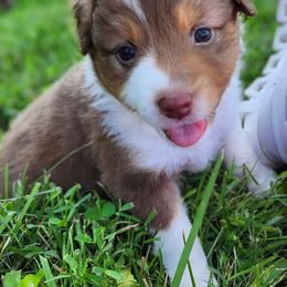 Gia - Red tri-color female Australian Shepherd puppy in Harrodsburg, Kentucky from Triple M Aussies