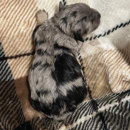 Gracie - Blue merle female Aussiedoodle puppy in Daphne, Alabama from Darling Australians