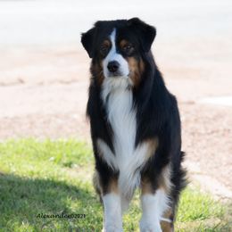 Australian Shepherd All Grown Up from Shirley Alexander's Australian Shepherds