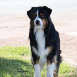 Australian Shepherd All Grown Up from Shirley Alexander's Australian Shepherds