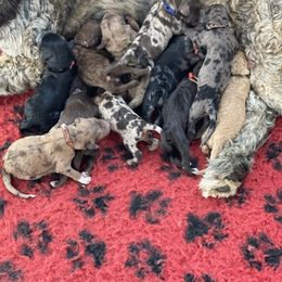 Goldendoodle Puppies from DM Hilltop FURfamily