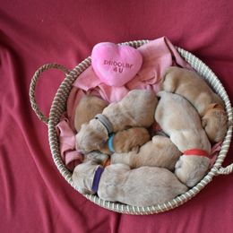 Golden Retriever puppies from Graciegold Retrievers