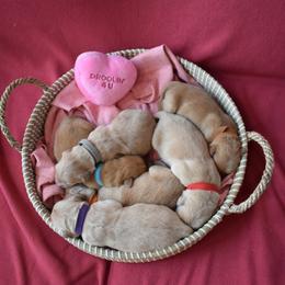 Golden Retriever puppies from Graciegold Retrievers