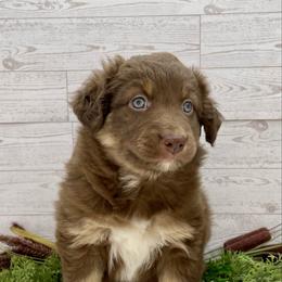 Ginger - Red tri-color female Australian Shepherd puppy in Thornton, Colorado from 303 Aussies