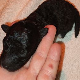 Girl 1 - Black and white female Shihpoo puppy in Hertford, North Carolina from Heaven Sent Shihpoo's