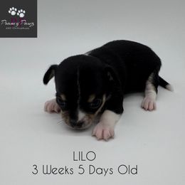 AKC Lilo - Black and tan female Chihuahua puppy in Columbus, Nebraska from Prancy Pawz