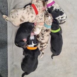Australian Shepherd Puppies from Whitfarm Aussies