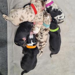 Australian Shepherd Puppies from Whitfarm Aussies