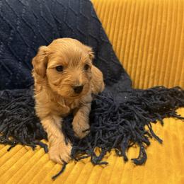 Green Female - Red female Maltipoo puppy in Ludlow, Missouri from Countryside Doodles and Mohr