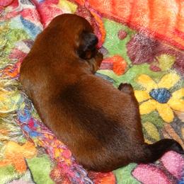 AKC ZENABE - Red gold male Lhasa Apso puppy in Fort Washington, Maryland from GyanGanj Lhasa Apso