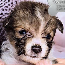 Oak Leaf - Sable and white female Shetland Sheepdog puppy in Elberton, Georgia from Ioney's Southern Paws Shelties, Frenchies, and Yorkies