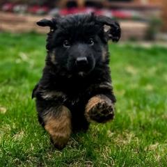 German Shepherd Puppies from Valhalla German Shepherds