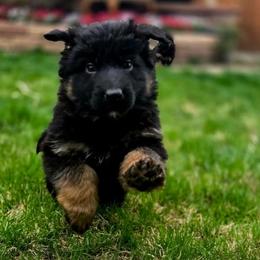 German Shepherd Puppies from Valhalla German Shepherds