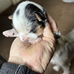 Girl 1 - Parti female Yorkshire Terrier puppy in Cocoa, Florida from SummerTime AKC Yorkies