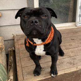 Staffordshire Bull Terrier puppies from Hardknox Staffords