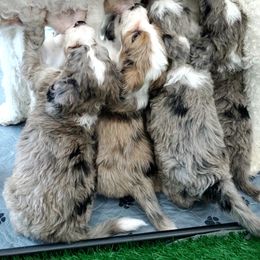 Aussiedoodle Puppies from Southwest Florida Doodles