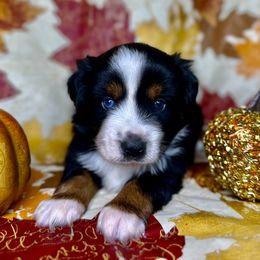 Black tri male - Black tri Miniature Australian Shepherd puppy in Buchanan, Georgia from Stanleyville Farm Mini Aussies