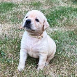 Girl 5 cream collar - Yellow female Labrador Retriever puppy in Arlington, Washington from Stout's Hunting Labs and trsbullies