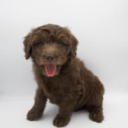 Pink - Chocolate female Goldendoodle puppy in Medina, Ohio from Farmer Doodles