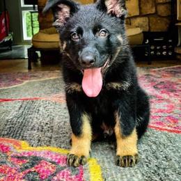 German Shepherd Puppies from Cintron K9