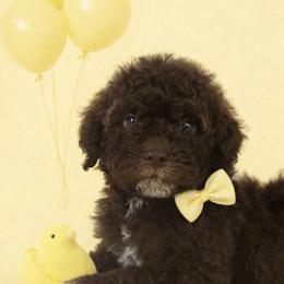 Gia - Brown female Lagotto Romagnolo puppy in North Barrington, Illinois from Lagotto Illinois