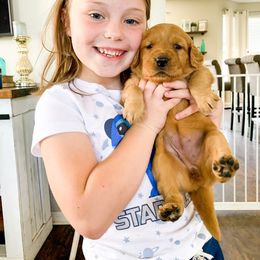 Golden Retriever Puppies from Salty Goldens