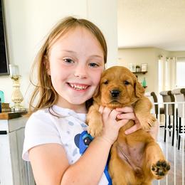 Golden Retriever Puppies from Salty Goldens