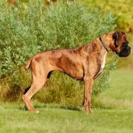 Macy - Boxer