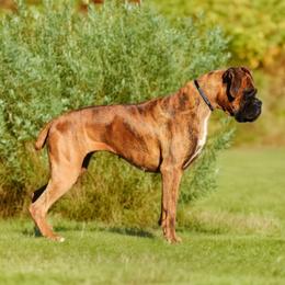 Macy - Boxer