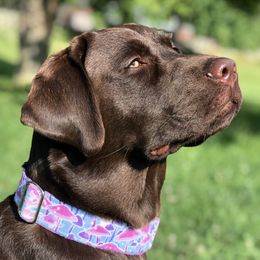 Labrador Retrievers from Flying Squirrel Retrievers