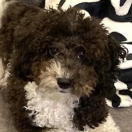 Fufu - Assorted Doodle Crosses