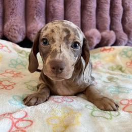 Pongo - Dapple male Dachshund puppy in Ocala, Florida from Weenie Boops