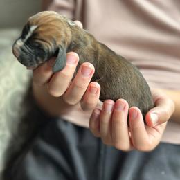 Male 6 - Mahogany and white male Basset Hound puppy in Lindley, New York from Hill Top Basset Hounds & Cane Corso