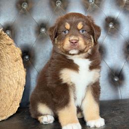 Preston- Has A Tail - Red tri-color male Australian Shepherd puppy in Troy, South Carolina from Lana Corley- Australian Shepherds of 3/W Farms