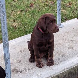 Labrador Retriever Puppies from Rapidan River Labradors