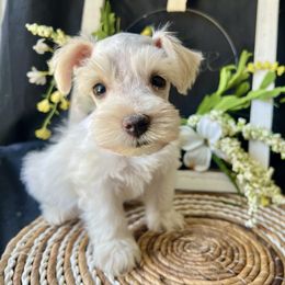 Slash - Wheaten male Miniature Schnauzer puppy in Menifee, California from Moonshine’s Minis